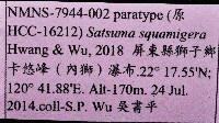 鱗高腰蝸牛(鱗菱蝸牛)藏品圖，第11張