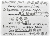 鱗高腰蝸牛(鱗菱蝸牛)藏品圖，第12張
