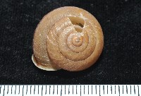 鱗高腰蝸牛(鱗菱蝸牛)藏品圖，第1張