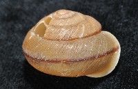 鱗高腰蝸牛(鱗菱蝸牛)藏品圖，第2張