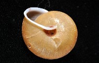 鱗高腰蝸牛(鱗菱蝸牛)藏品圖，第3張