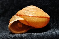 鱗高腰蝸牛(鱗菱蝸牛)藏品圖，第4張