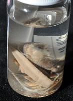 鱗高腰蝸牛(鱗菱蝸牛)藏品圖，第5張