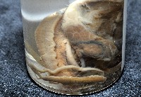 鱗高腰蝸牛(鱗菱蝸牛)藏品圖，第6張
