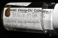 鱗高腰蝸牛(鱗菱蝸牛)藏品圖，第7張