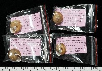 鱗高腰蝸牛(鱗菱蝸牛)藏品圖，第9張