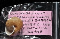 鱗高腰蝸牛(鱗菱蝸牛)藏品圖，第10張