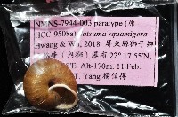 鱗高腰蝸牛(鱗菱蝸牛)藏品圖，第11張