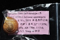 鱗高腰蝸牛(鱗菱蝸牛)藏品圖，第12張
