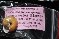 鱗高腰蝸牛(鱗菱蝸牛)藏品圖，第13張