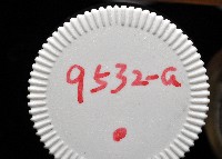 鱗高腰蝸牛(鱗菱蝸牛)藏品圖，第14張