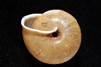 鱗高腰蝸牛(鱗菱蝸牛)藏品圖，第2張