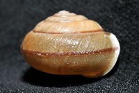 鱗高腰蝸牛(鱗菱蝸牛)藏品圖，第3張