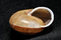 鱗高腰蝸牛(鱗菱蝸牛)藏品圖，第4張