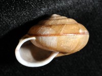 鱗高腰蝸牛(鱗菱蝸牛)藏品圖，第5張