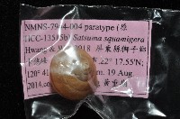 鱗高腰蝸牛(鱗菱蝸牛)藏品圖，第6張