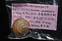 鱗高腰蝸牛(鱗菱蝸牛)藏品圖，第7張