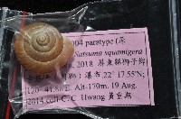 鱗高腰蝸牛(鱗菱蝸牛)藏品圖，第8張