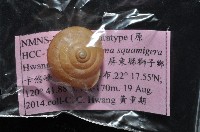 鱗高腰蝸牛(鱗菱蝸牛)藏品圖，第9張