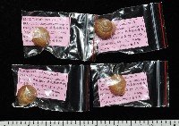 鱗高腰蝸牛(鱗菱蝸牛)藏品圖，第10張