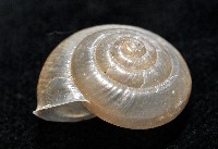 阿禮高腰蝸牛藏品圖，第3張