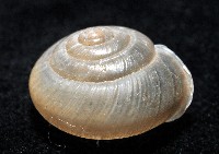阿禮高腰蝸牛藏品圖，第4張