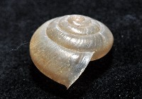 阿禮高腰蝸牛藏品圖，第5張