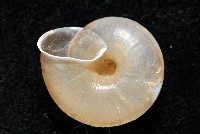 阿禮高腰蝸牛藏品圖，第6張