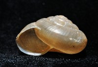 阿禮高腰蝸牛藏品圖，第7張