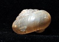 阿禮高腰蝸牛藏品圖，第9張