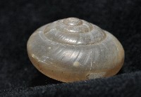阿禮高腰蝸牛藏品圖，第10張