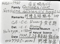 阿禮高腰蝸牛藏品圖，第12張