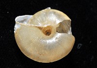 阿禮高腰蝸牛藏品圖，第2張