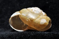 阿禮高腰蝸牛藏品圖，第3張