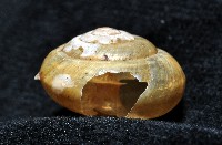 阿禮高腰蝸牛藏品圖，第4張
