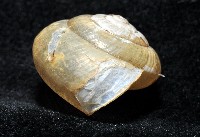 阿禮高腰蝸牛藏品圖，第6張