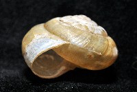 阿禮高腰蝸牛藏品圖，第7張