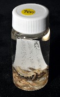 阿禮高腰蝸牛藏品圖，第8張