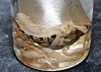 阿禮高腰蝸牛藏品圖，第9張