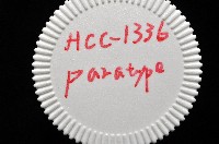 阿禮高腰蝸牛藏品圖，第10張