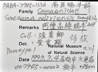 阿禮高腰蝸牛藏品圖，第12張