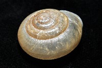 阿禮高腰蝸牛藏品圖，第3張