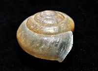 阿禮高腰蝸牛藏品圖，第4張