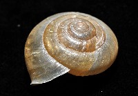 阿禮高腰蝸牛藏品圖，第5張