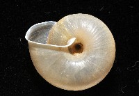 阿禮高腰蝸牛藏品圖，第6張