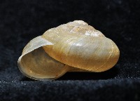 阿禮高腰蝸牛藏品圖，第7張