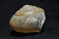 阿禮高腰蝸牛藏品圖，第8張