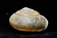 阿禮高腰蝸牛藏品圖，第9張