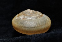 阿禮高腰蝸牛藏品圖，第10張