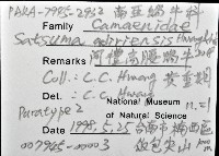 阿禮高腰蝸牛藏品圖，第12張
